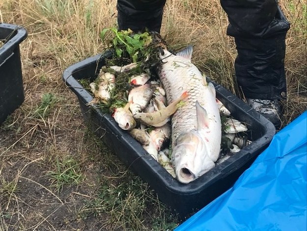 Śnięte ryby wyłowione w okolicach Oławy /Paweł Pyclik /RMF FM