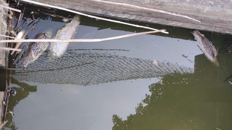 Śnięte ryby zauważono na terenie rezerwatu Kwiecewo (pow. olsztyński) /Fundacja AQUA /Twitter
