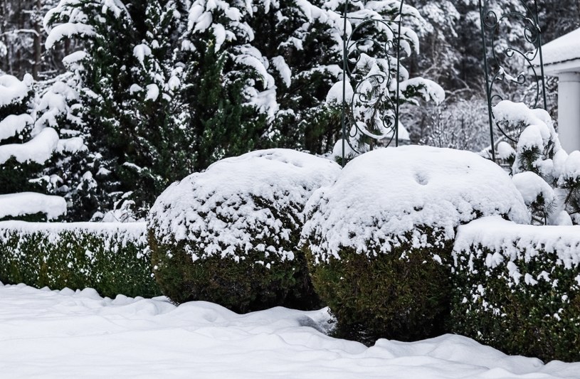 Śnieżna pokrywa chroni rośliny przed wiatrem i mrozami. W niektórych sytuacjach może być jednak niebezpieczna i warto ją usunąć. /Pixel