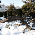 Śnieżyca Filomena zniszczyła kilkaset tysięcy drzew w Hiszpanii