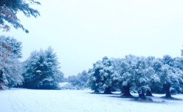 Śnieżyce sparaliżowały Riwierę Francuską 