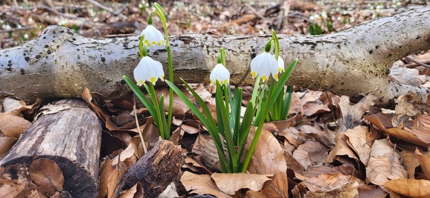 Śnieżyce to kwiaty, które pojawiają się przeważnie w marcu /Beniamin Piłat /RMF FM