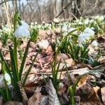 Śnieżycowy Jar do zobaczenia już w ten weekend. Wyjątkowe miejsce na mapie Wielkopolski 