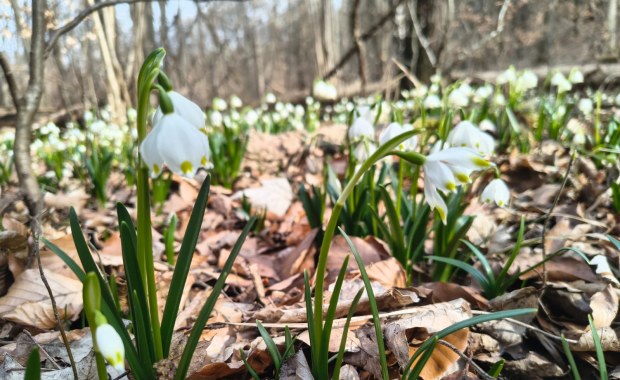 Śnieżycowy Jar do zobaczenia już w ten weekend. Wyjątkowe miejsce na mapie Wielkopolski 
