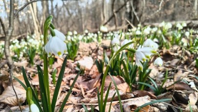 Śnieżycowy Jar do zobaczenia już w ten weekend. Wyjątkowe miejsce na mapie Wielkopolski 