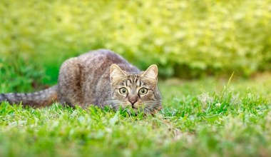 Social media ujawniły prawdę na temat kotów. Skala jest ogromna