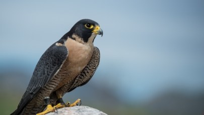 Sokół z Lublina padł z powodu zatrucia