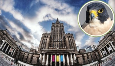 Sokolica z Pałacu Kultury zginęła. Ale oto pojawiły się jaja