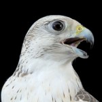 Sokolnicy używają ich do polowania. Nagle zaczęły wymierać