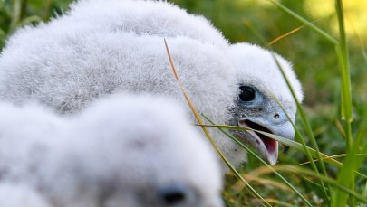 ​Sokoły wędrowne wykluły się na terenie Orlenu w Płocku. Wybierz im imiona