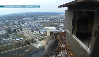 Sokoły z komina w Lublinie. Ogląda je cała Polska