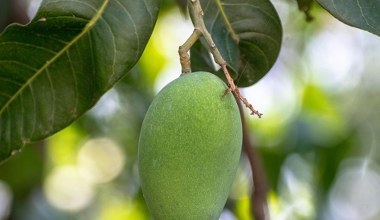 Солодко-кисла спеція прямо з Індії. Ідеально підходить для курки, риби та маринадів