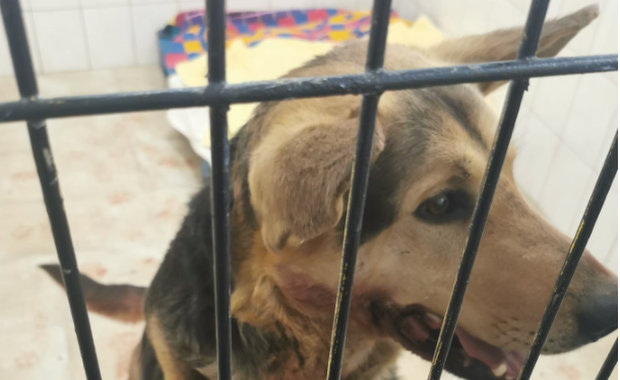 Sołtys ciągnęła psa za autem. Usłyszy zarzut znęcania się