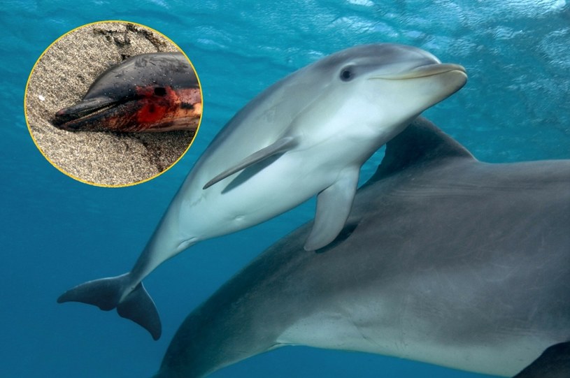 Sonary rosyjskich okrętów wojennych okazały się zabójcze dla delfinów i morświnów /East News