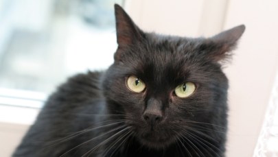 Sondaż: Ponad połowa Polaków ma w domu jakieś zwierzę