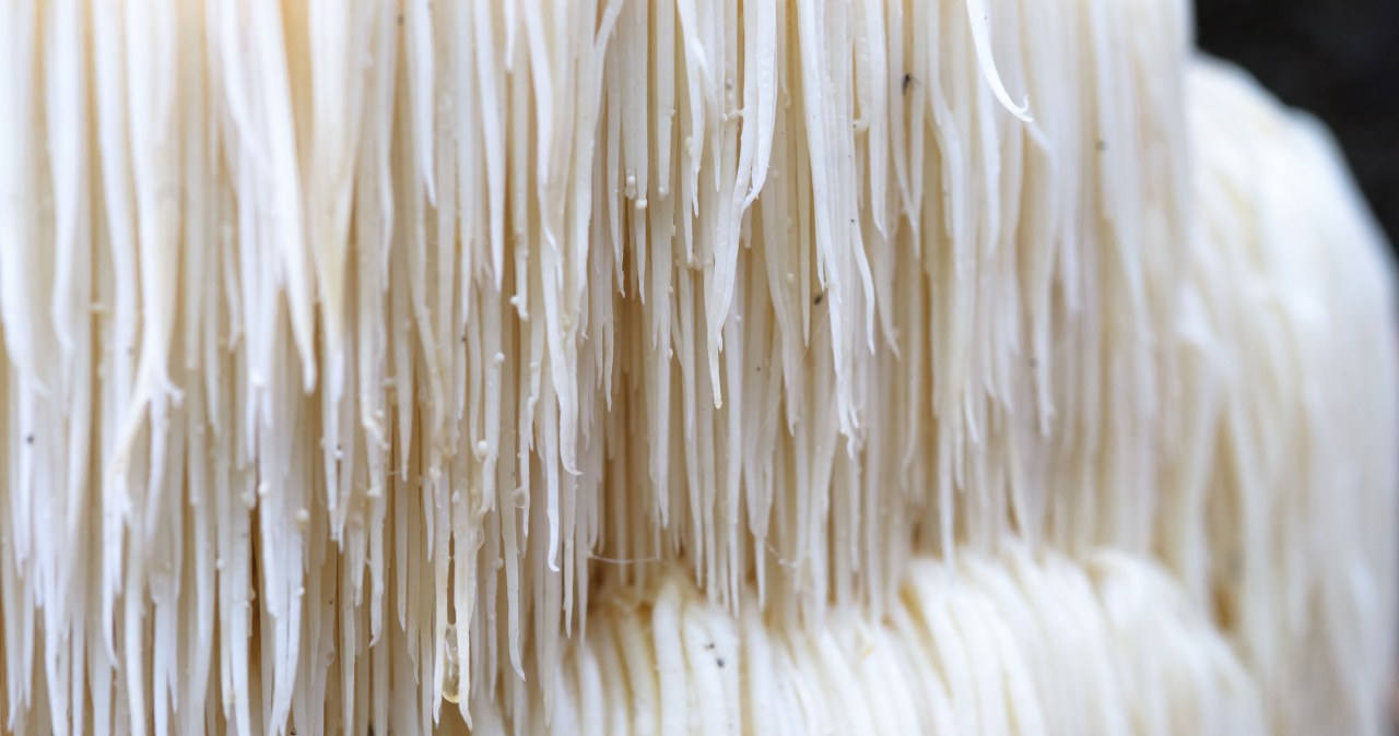 Soplówkę jeżowatą trudno pomylić z innymi grzybami ze względu na jej unikalny wygląd /123RF/PICSEL