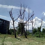 ​Sopot. Ponad 200 tys. zł kary za zniszczenie drzew na nadmorskiej działce
