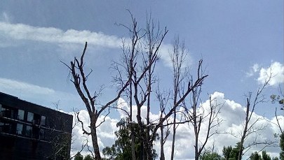 ​Sopot. Ponad 200 tys. zł kary za zniszczenie drzew na nadmorskiej działce