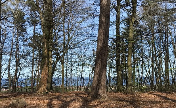Sopot "wyremontuje" leśne ścieżki