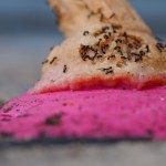 Sorbety z mrówkami w restauracji z gwiazdką. Właścicielowi grozi więzienie