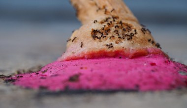 Sorbety z mrówkami w restauracji z gwiazdką. Właścicielowi grozi więzienie