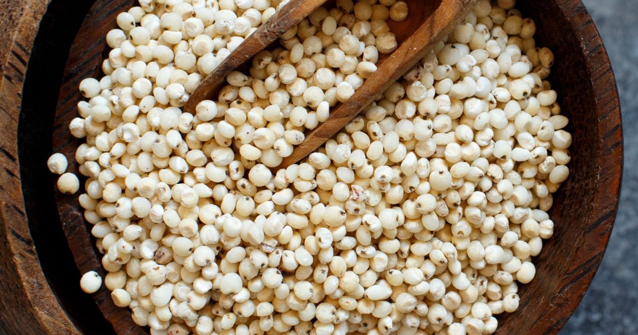 Sorgo to jedno z najważniejszych zbóż świata /katrinshine /Canva Pro