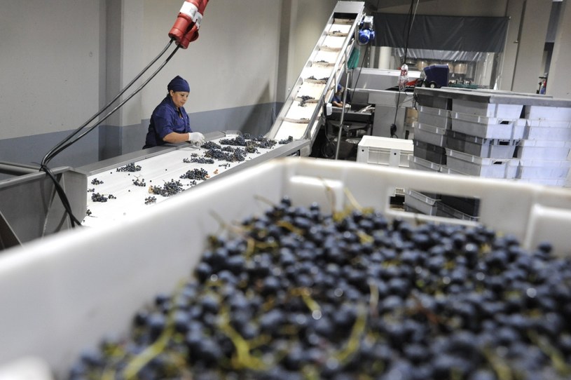 Sortowanie winogron /Andres Larrovere /AFP