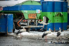 Sortownia odpadów w Lublinie opanowana przez bociany