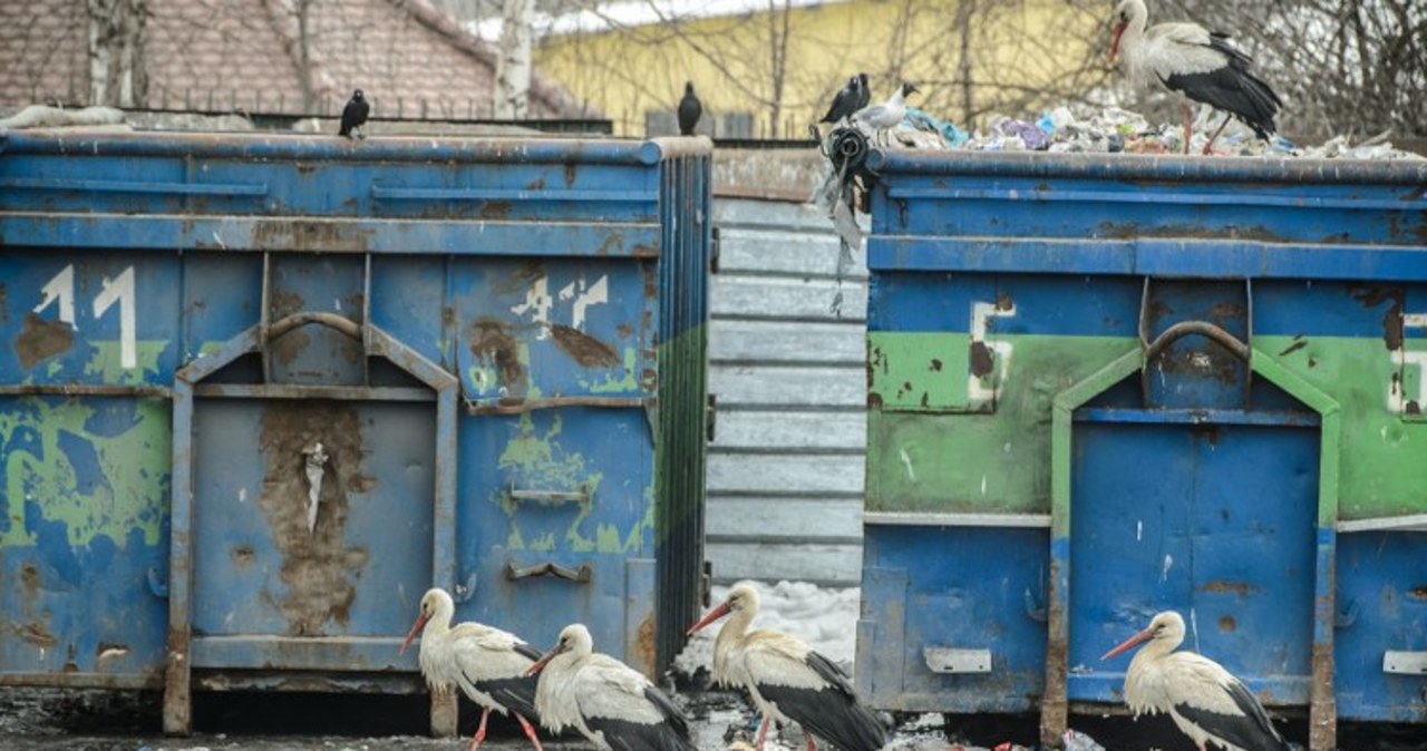 Sortownia odpadów w Lublinie opanowana przez bociany