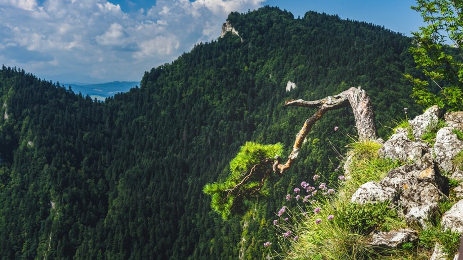 Sosna na Sokolicy /Shutterstock