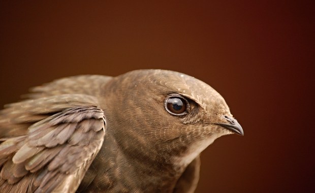 Sosnowiec rozdzieli 160 budek lęgowych dla jerzyków