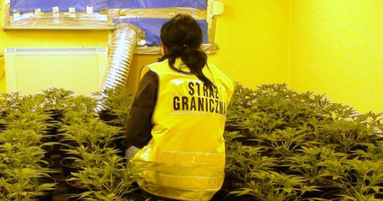 Sosnowiec: Zlikwidowano ogromną plantację marihuany