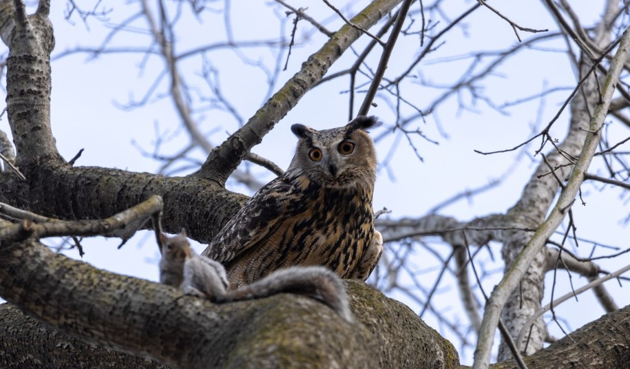 Sowa Flaco z nowojorskiego zoo /Shutterstock