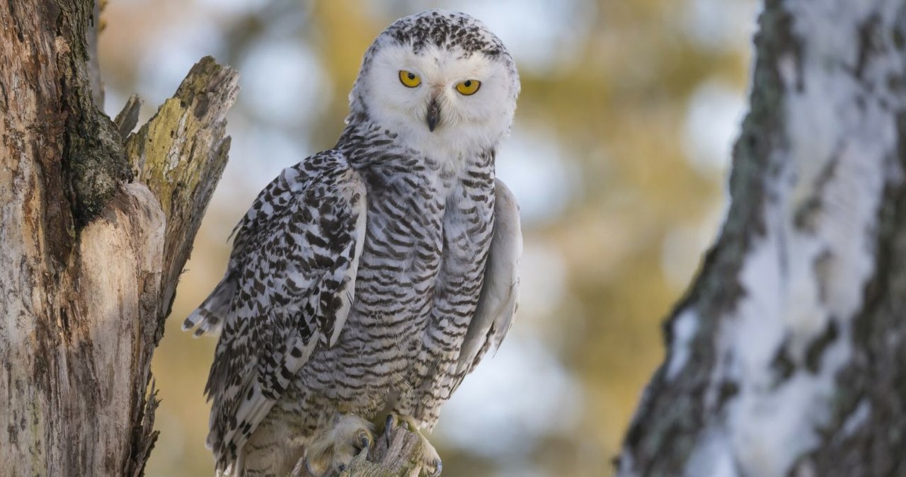 Sowa śnieżna będzie oficjalnie uznana za wymarłą na terenie Szwecji /Raimund Linke /East News