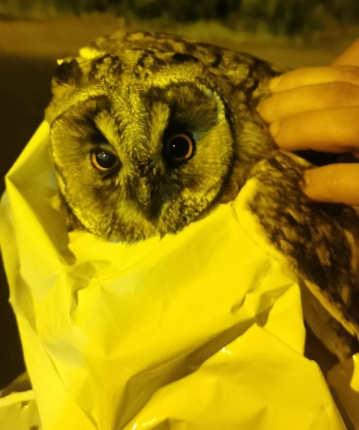 Sowa uratowana przez policjantów /Śląska policja /