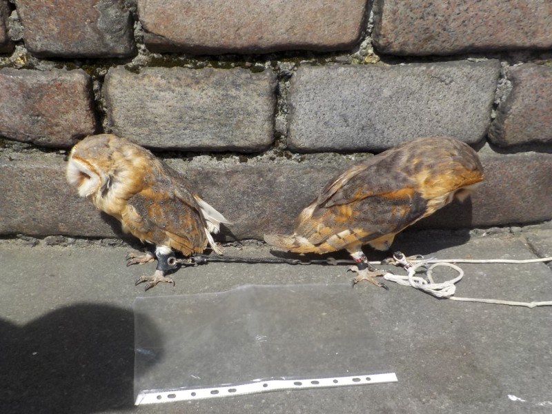 Sowy miała splątane nogi i wystawione były na palące słońce /Straż Miejska Warszawy /