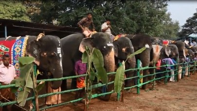 Spa dla słoni. Będą zajadać się smakołykami i zażywać kąpieli