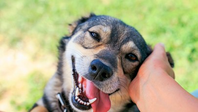 Spacer po nowy dom. Psiaki z lubelskiego schroniska czekają na opiekunów 