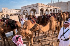 Spacer wielbłądów w centrum Dohy 