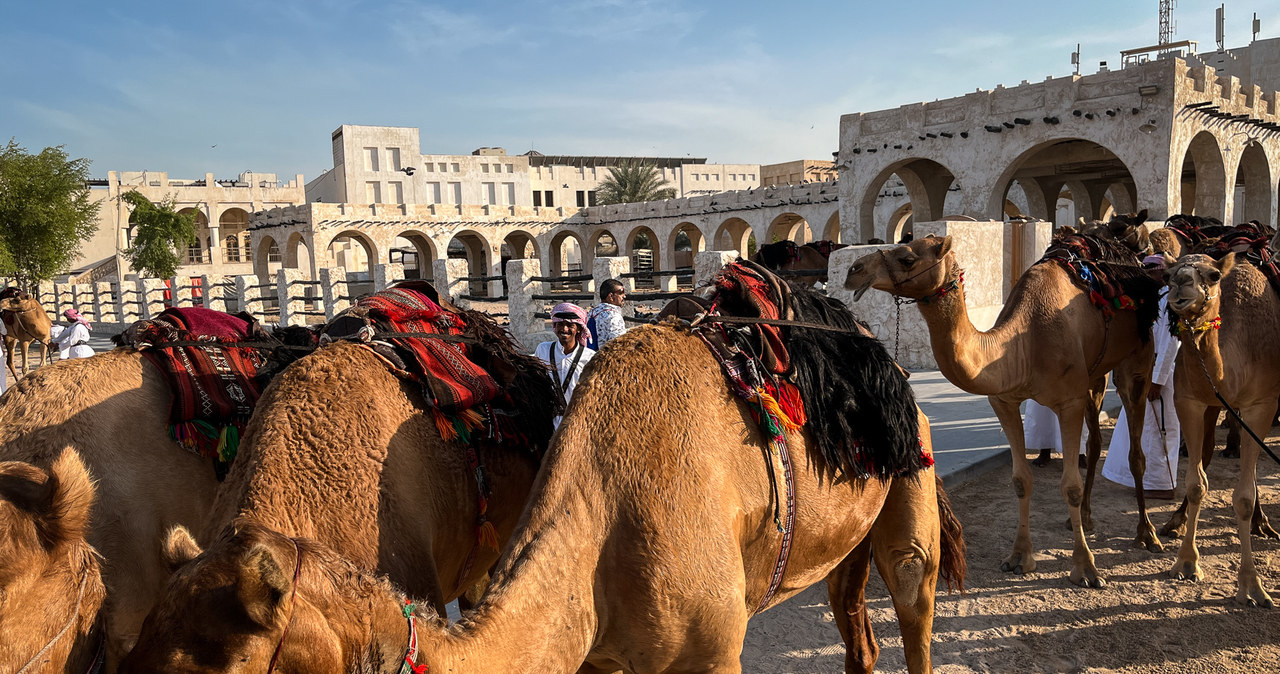 Spacer wielbłądów w centrum Dohy 