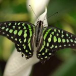 Spacer wśród najpiękniejszych motyli świata