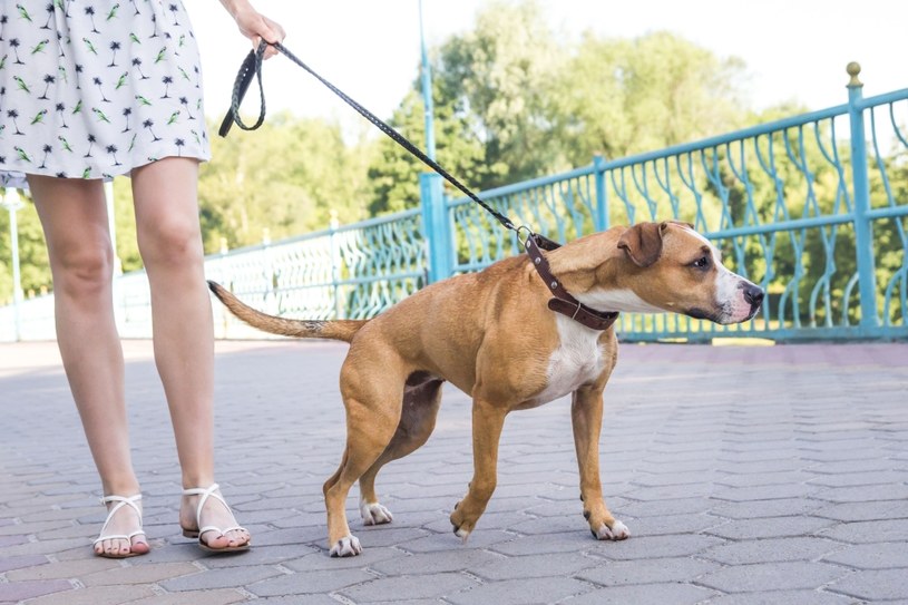 Spacer z psem bez kagańca i smyczy - co mówią przepisy? /123RF/PICSEL