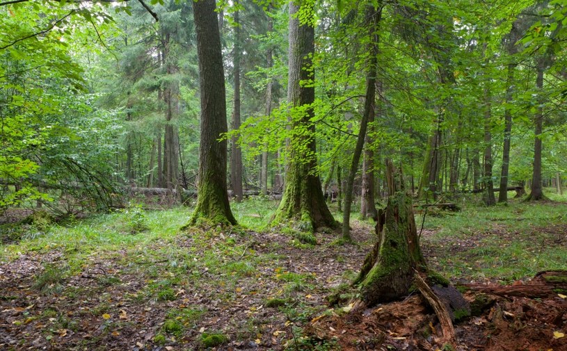 Spacery po lesie mają rewelacyjny wpływ na organizm /123RF/PICSEL
