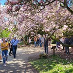 Spacery wśród magnolii w Kórniku pod Poznaniem 