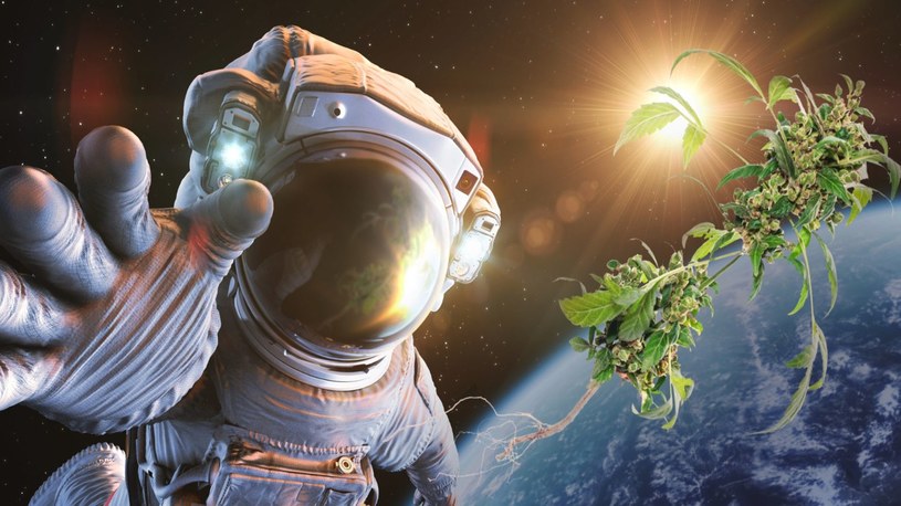 SpaceX wyśle astronautom na ziemską orbitę zapas konopi indyjskich /Geekweek