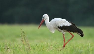 Spada liczba bocianów w Polsce. Zaskakujące wyniki liczenia ptaków