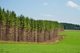 Spalanie biomasy drzewnej nie chroni klimatu