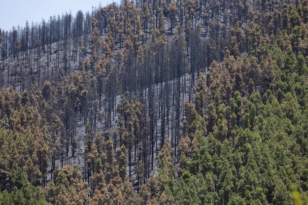 Spalona część lasu na wyspie Gran Canaria. /QUIQUE CURBELO /PAP/EPA
