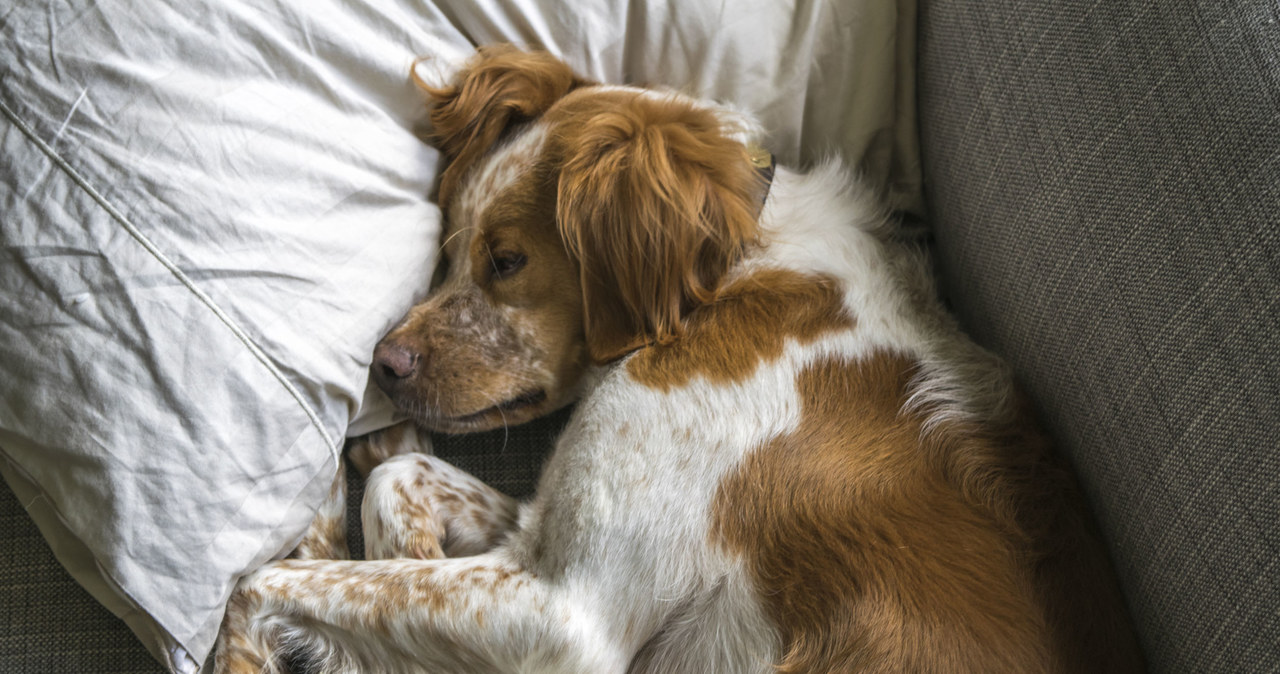 Spaniel bretoński /123/RF PICSEL /123RF/PICSEL