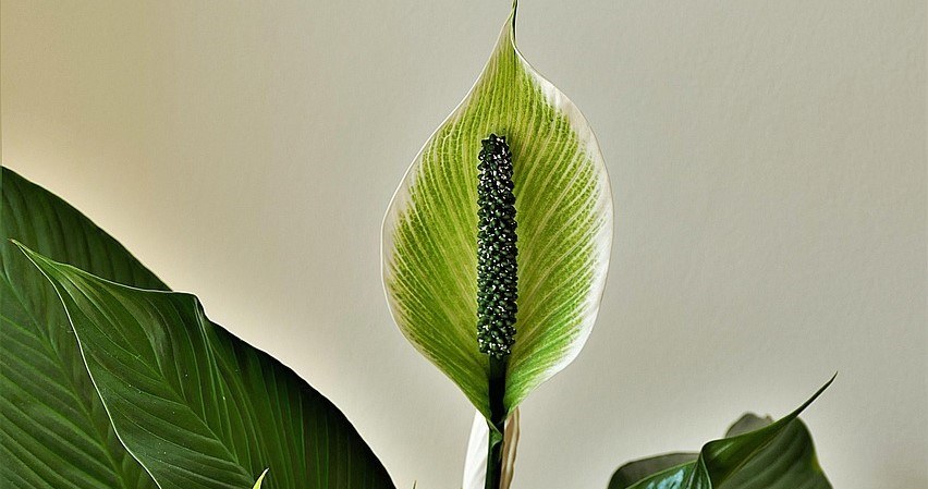Спатифілум - невибаглива кімнатна рослина, здатна прикрасити будь-який інтер’єр /pixabay.com
